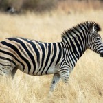 Burchell's Zebra in Africa